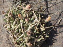 Hereroa glenensis consorting with grass